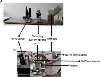 Effects of prolonged local vibration superimposed to muscle contraction on motoneuronal and cortical excitability